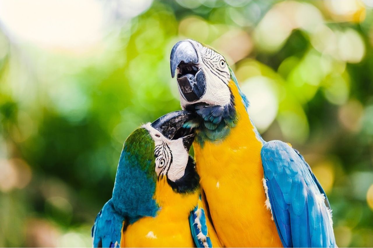 Aviario Nacional + Mambo Beach Club
