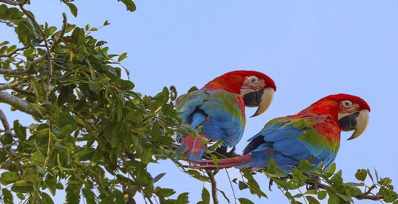 Pampas de Yacuma (3 Días / 2 Noches)