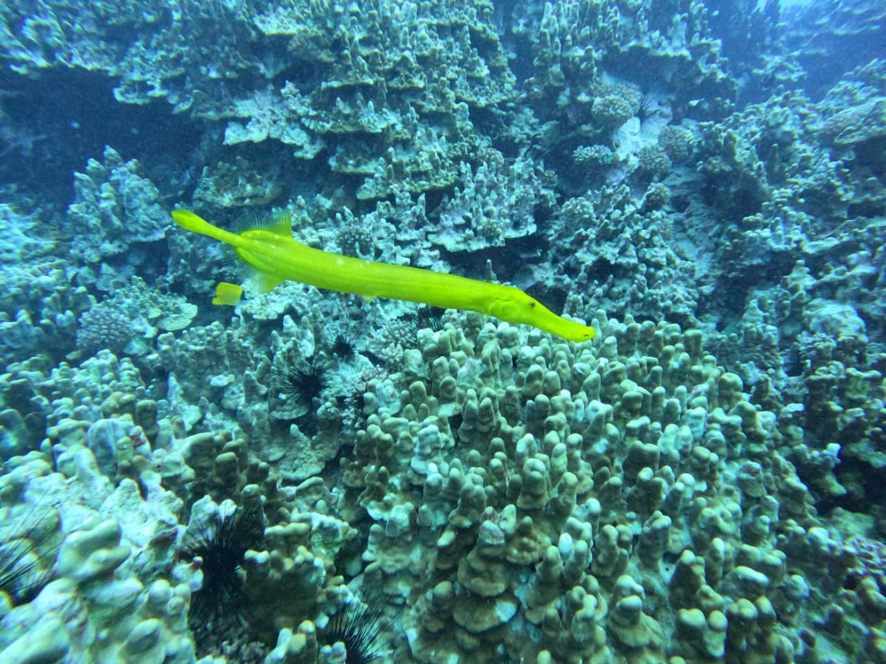 Snorkelling and diving in Rapa Nui (Easter Island): the 2 Los Motu tours, prices in CLP and what's included (2026)