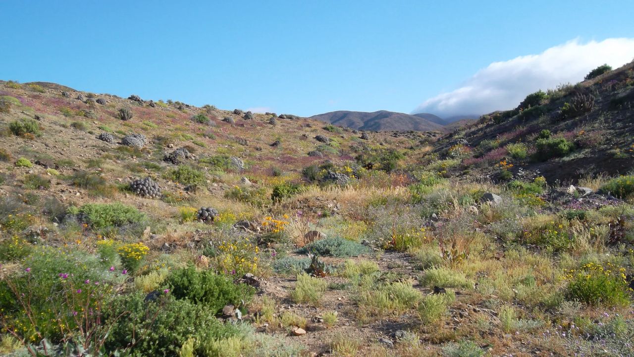Desierto Florido