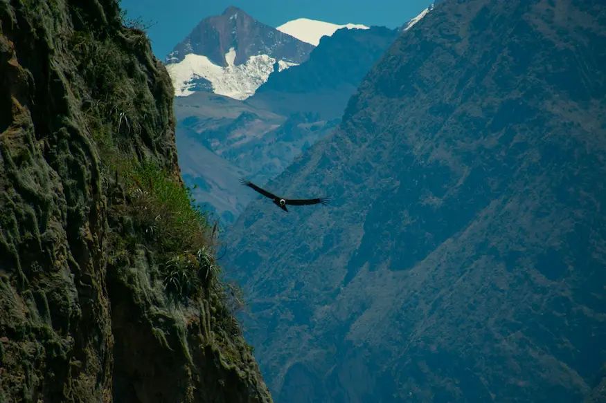 Cañon de Colca — Full day