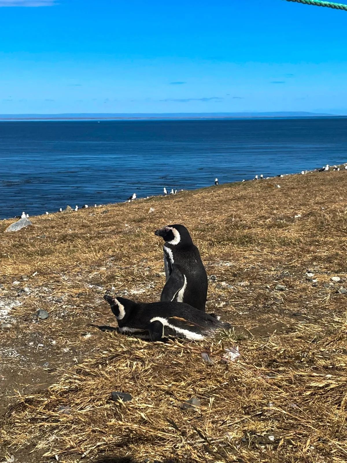Penguin tours from Punta Arenas 2026-27: Magdalena Island CLP $100,000–110,000 vs king penguins CLP $98,000, and what is extra