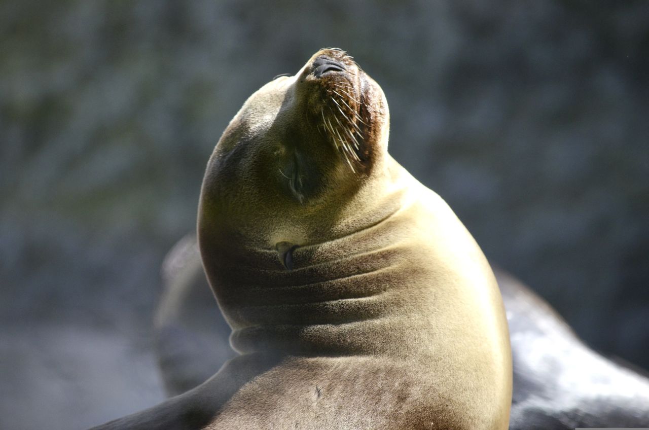 Excursión en barco a las Islas Ballestas - Las Galápagos de Perú